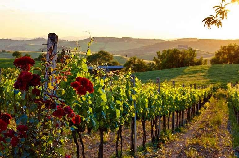 Tuscany Wine Tour
